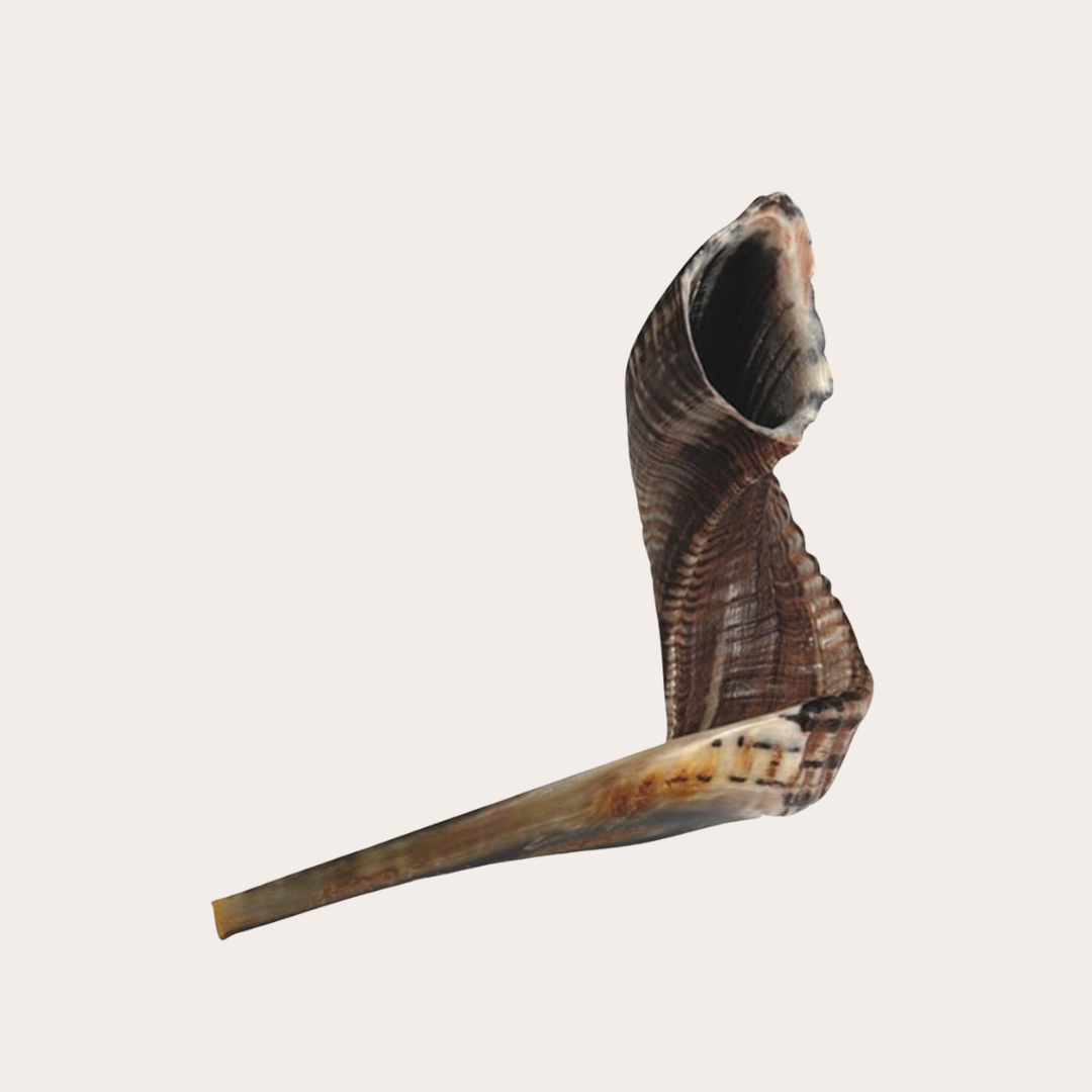 Shofars