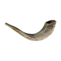 Shofar, Size 2
