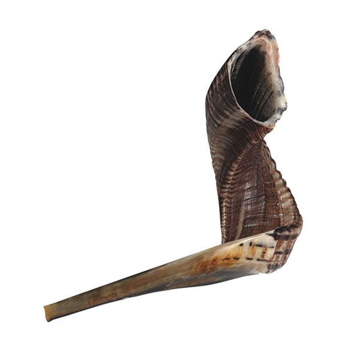 Shofar, Size 6