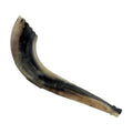 Moroccan Shofar, Size 3