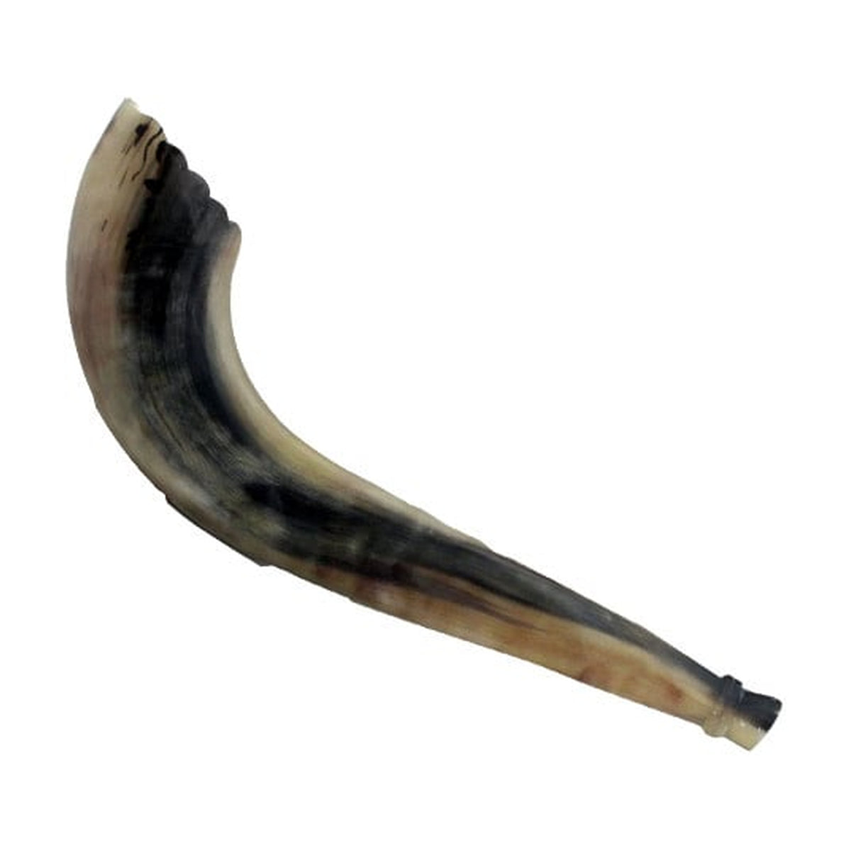 Moroccan Shofar, Size 3