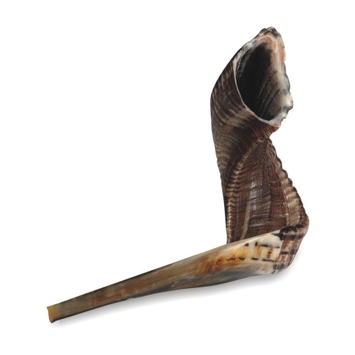 Shofar, Size 4