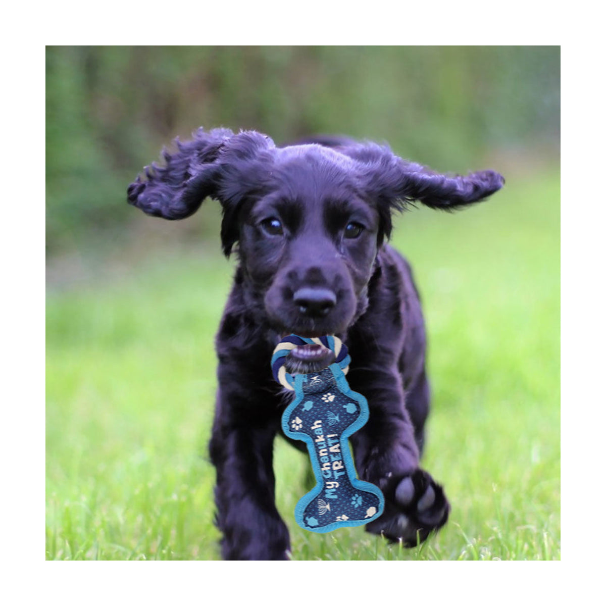 Chanukah Dog Toy