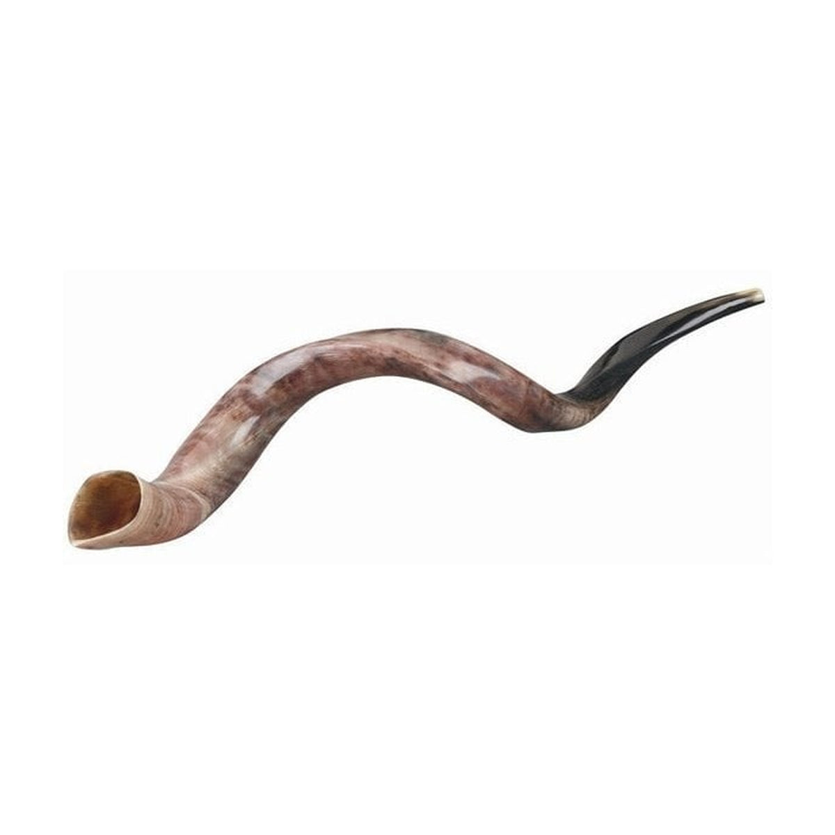 Yemenite Shofar, 4X-Large